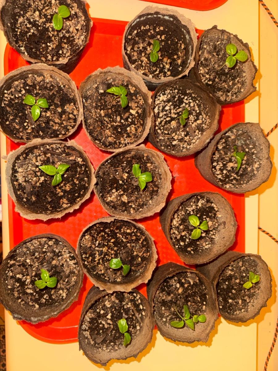 45 Healthy Organic Passionfruit Seedlings 4" Pots