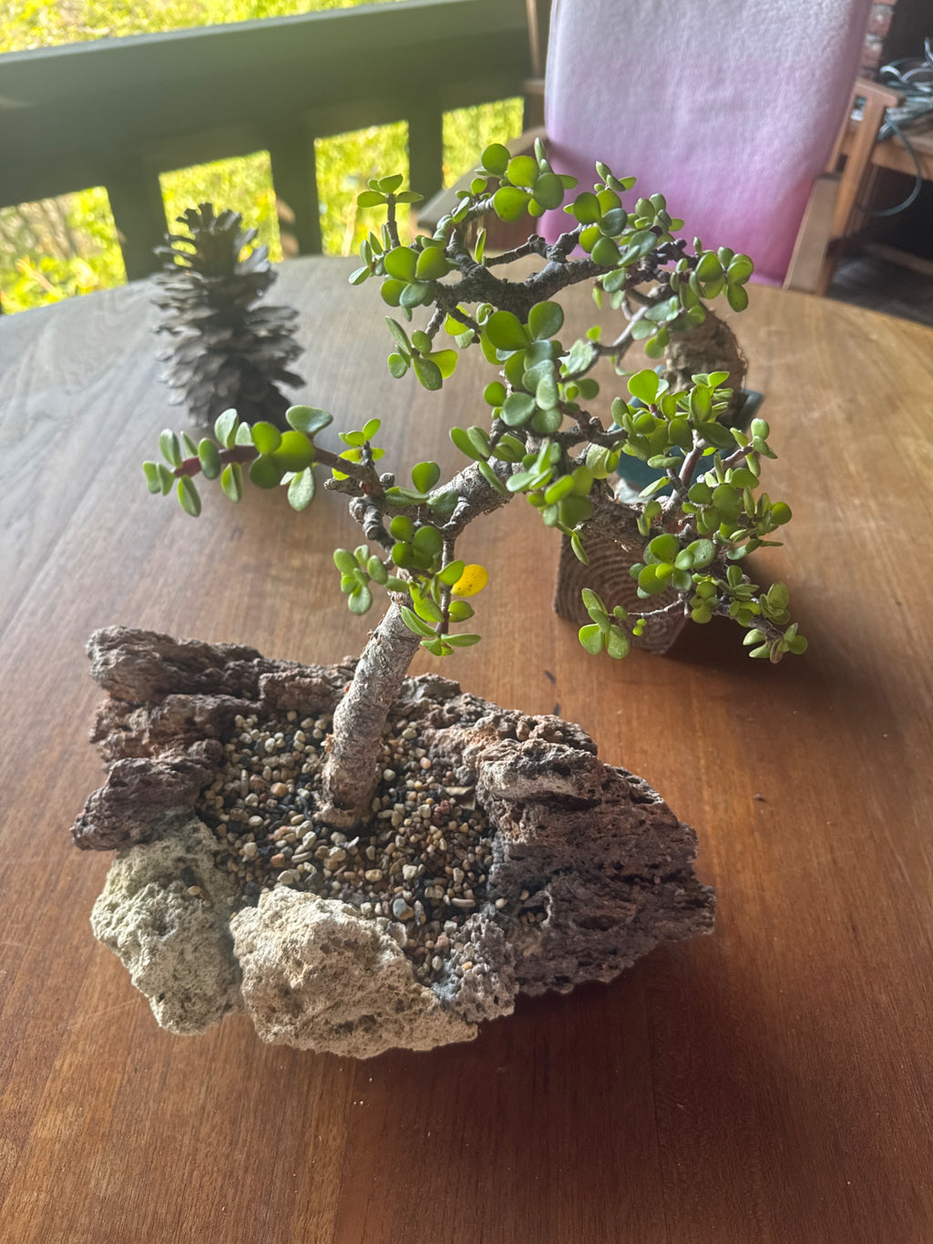 Jade Plant Bonsai in Decorative Pot