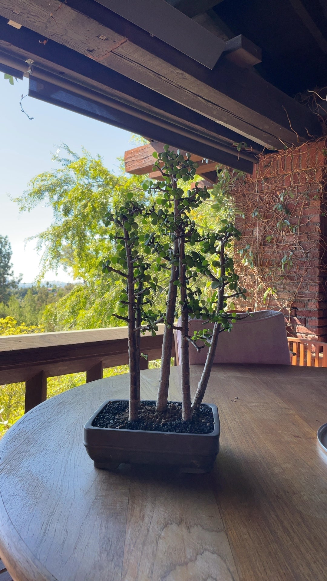 Forest Style Ginkgo Bonsai - Multiple Trees in Traditional Planter