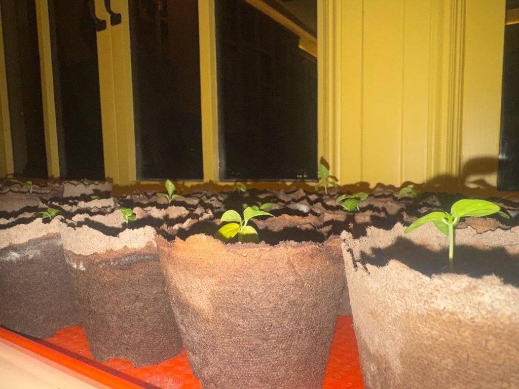 45 Healthy Organic Passionfruit Seedlings 4" Pots