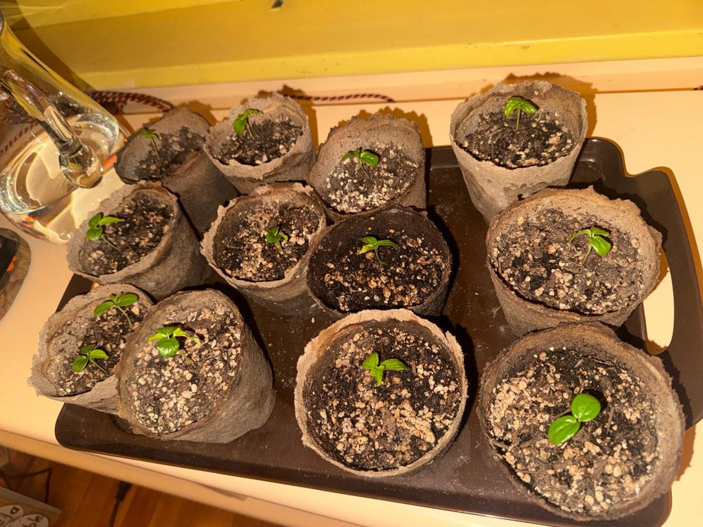 45 Healthy Organic Passionfruit Seedlings 4" Pots