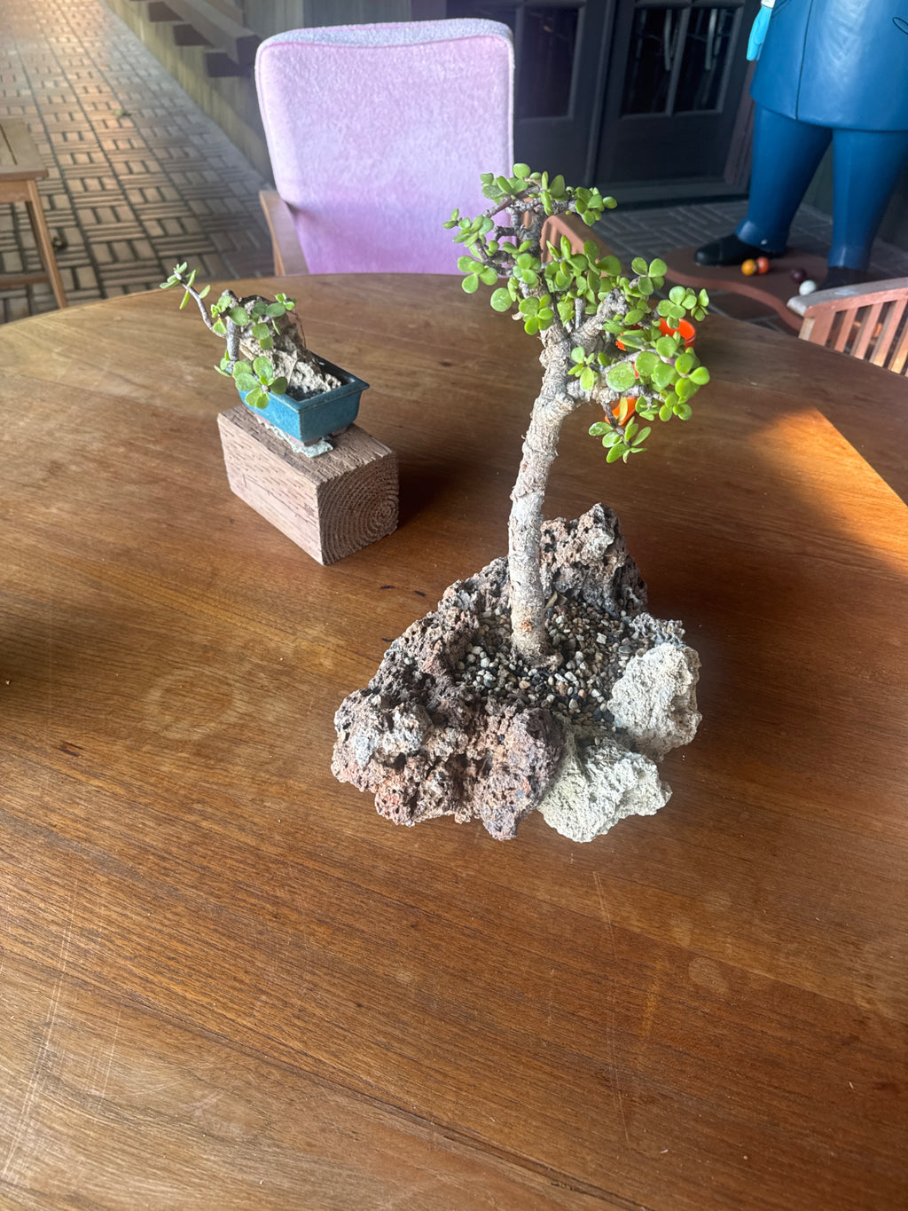 Jade Plant Bonsai in Decorative Pot