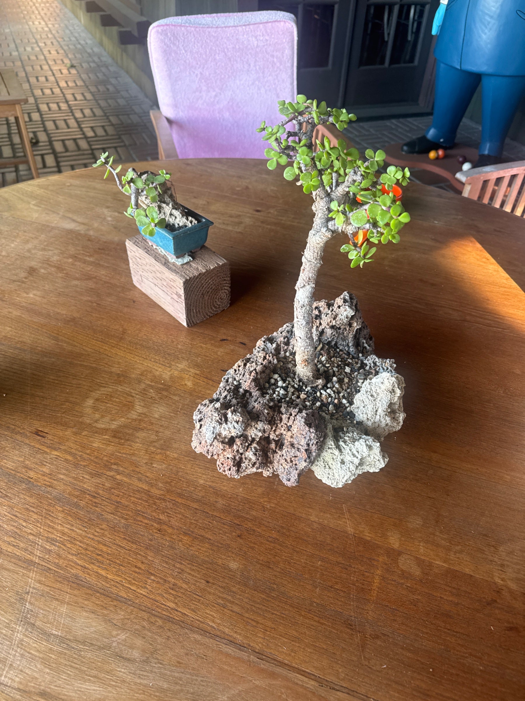 Jade Plant Bonsai in Decorative Pot